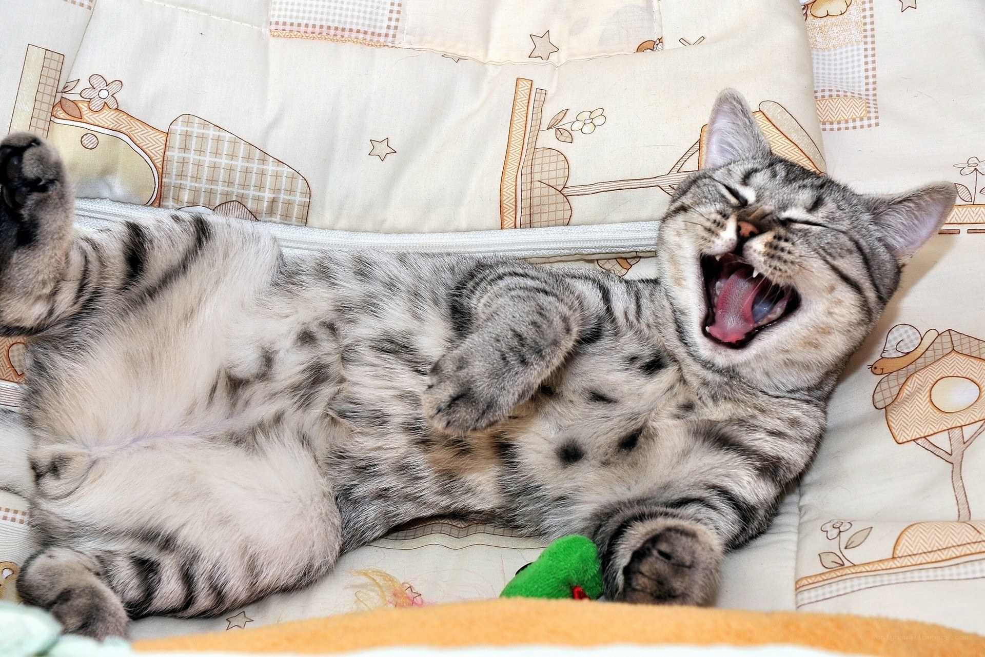 Sleeping cat yawning on blanket