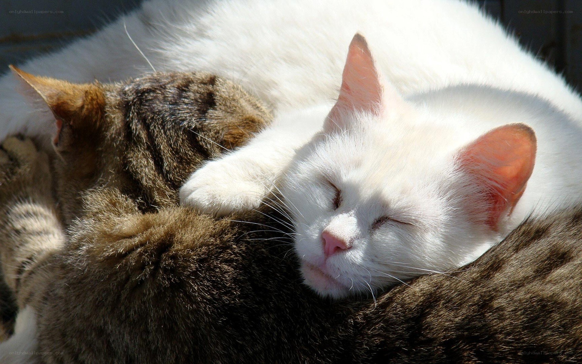 Sleeping cats in sunlight