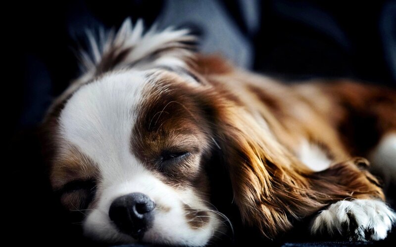 Sleeping Cavalier King Charles Spaniel — Brown, Peaceful, Photograph