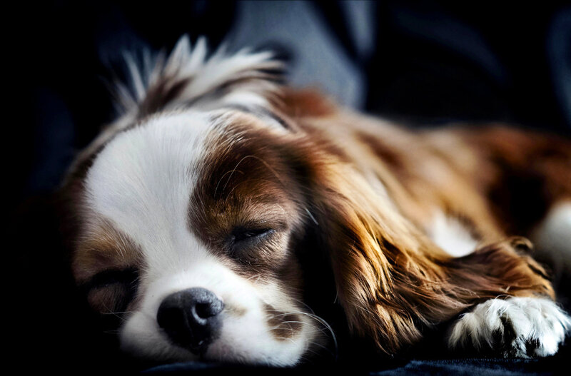 Sleeping Cavalier King Charles Spaniel — Brown, Peaceful
