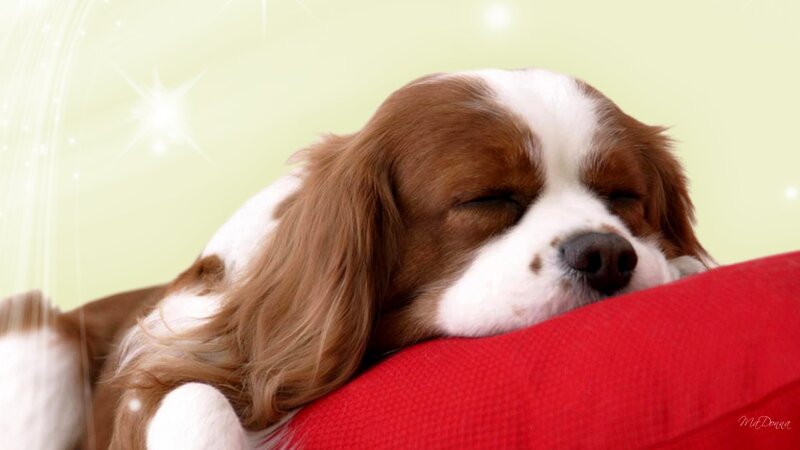 Sleeping Cavalier King Charles Spaniel — Brown