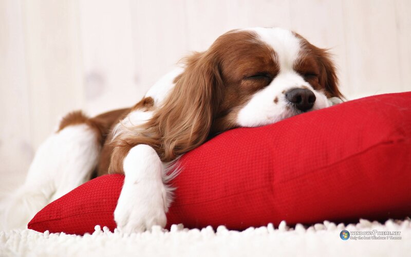 Sleeping Cavalier King Charles Spaniel — Red, Peaceful, Photograph