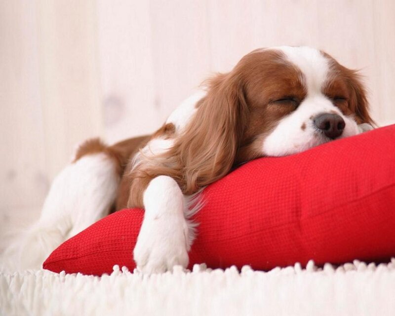 Sleeping Cavalier King Charles Spaniel — Red, Peaceful