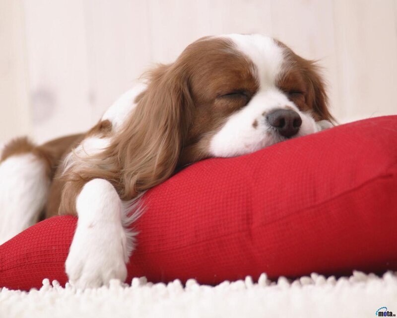 Sleeping Cavalier King Charles Spaniel — Red