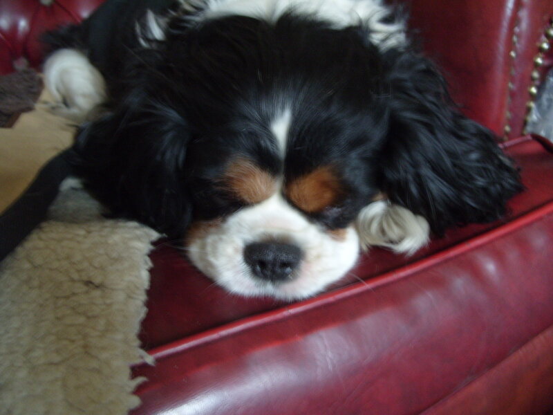 sleeping cavalier king charles spaniel