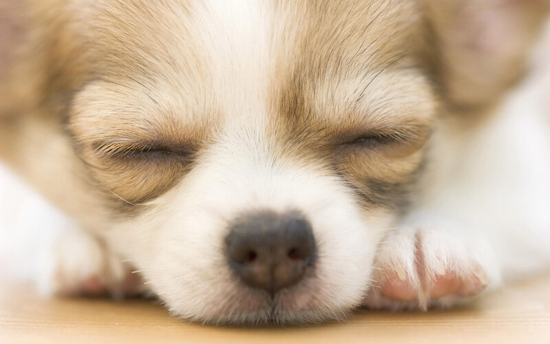 Sleeping Chihuahua Puppy