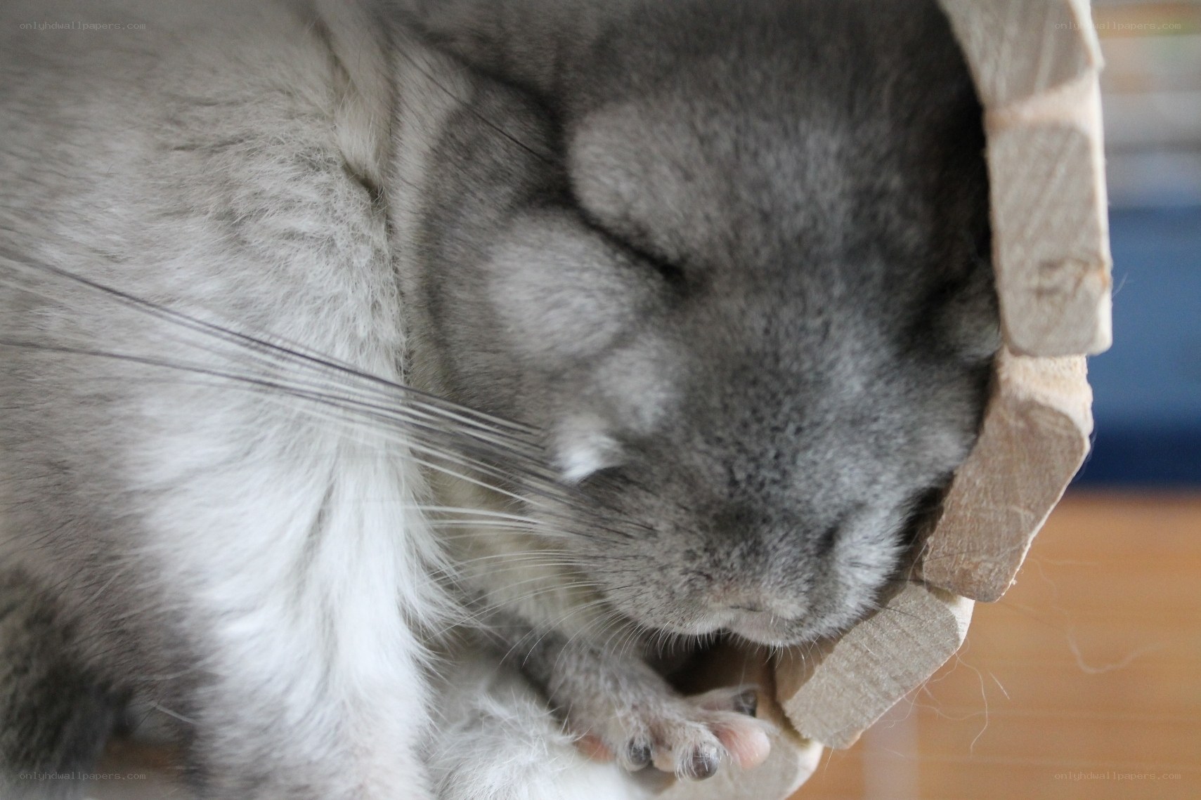 sleeping chinchilla in box