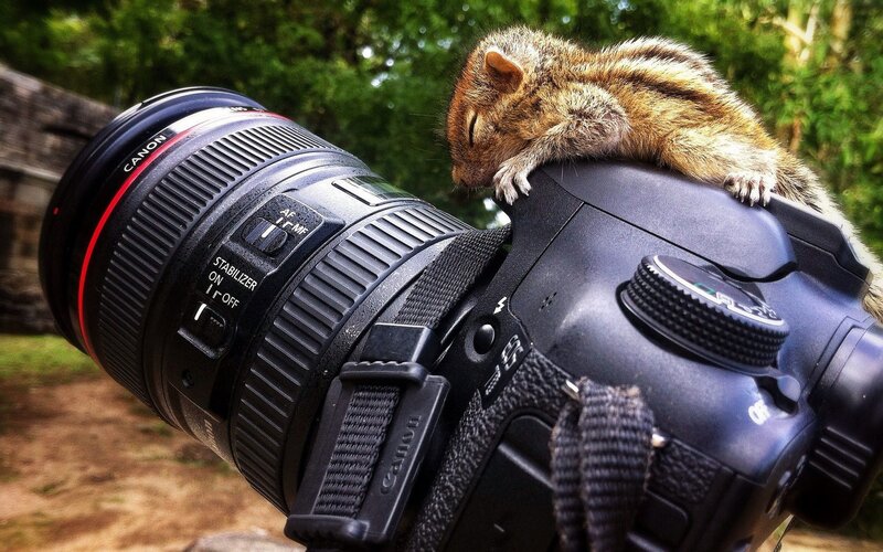Sleeping Chipmunk on Camera