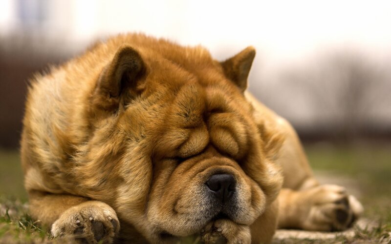sleeping chow chow dog