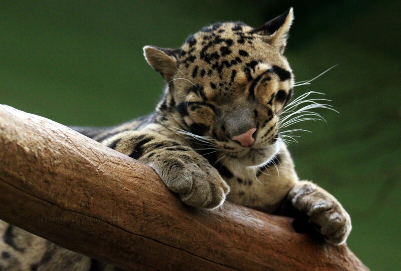 Sleeping Clouded Leopard — Brown, Calm, Photograph, Tree Branch