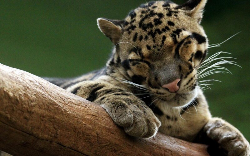 Sleeping Clouded Leopard — Brown, Calm