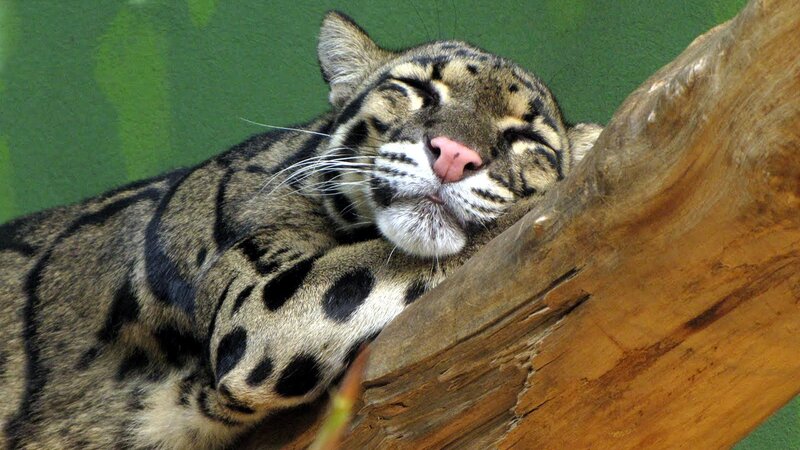 Sleeping Clouded Leopard — Brown, Peaceful