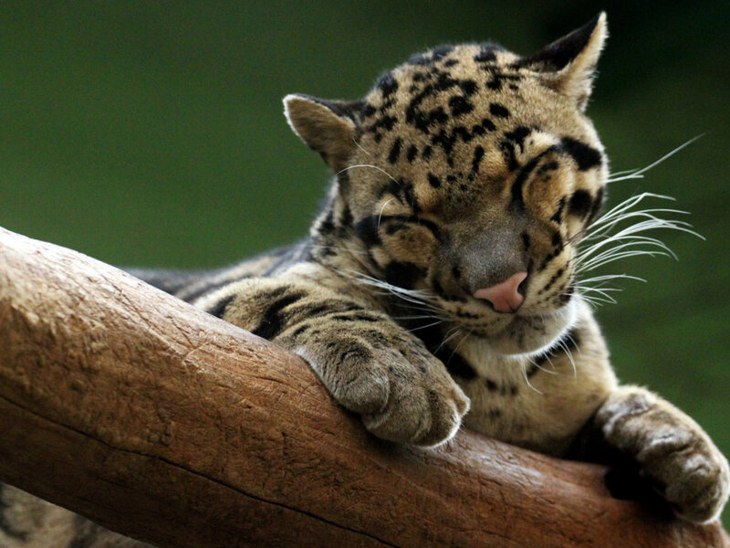 Sleeping Clouded Leopard — Brown