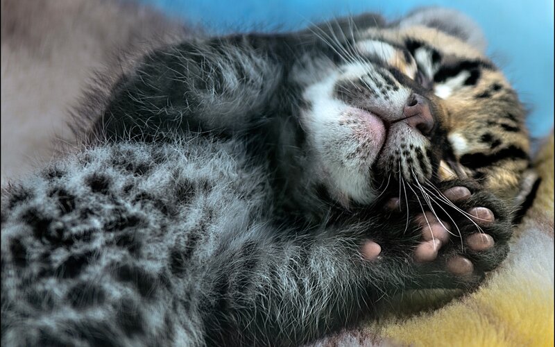 Sleeping Clouded Leopard Cub — Gray, Serene