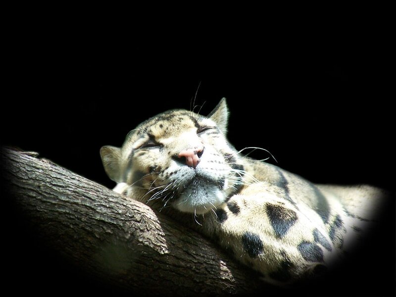 Sleeping clouded leopard on a branch