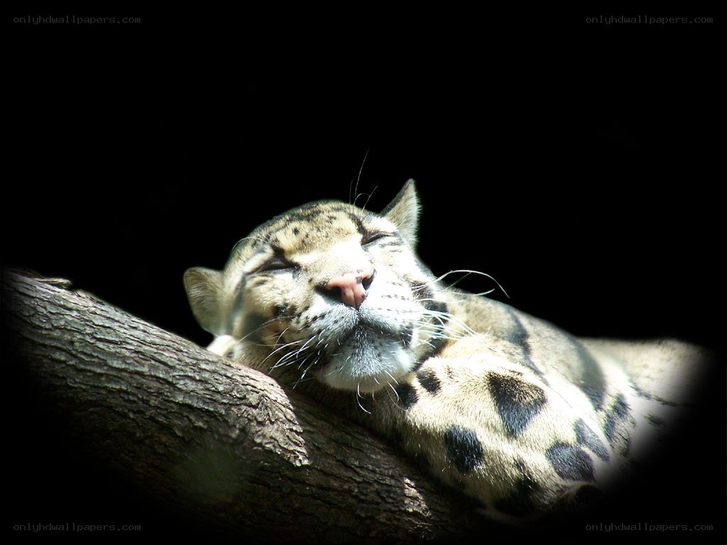 Sleeping clouded leopard on a branch