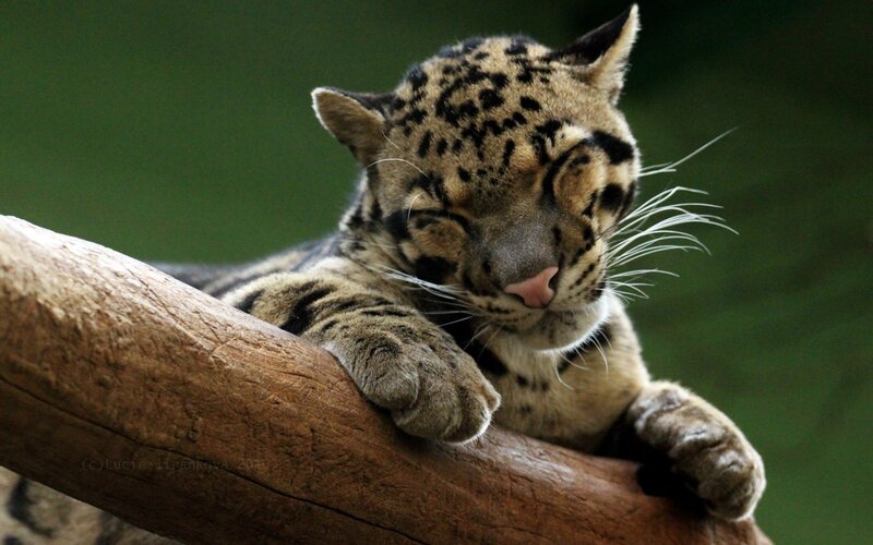 Sleeping clouded leopard on a branch