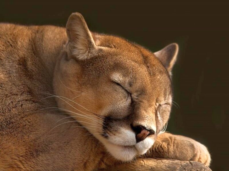 Sleeping Cougar — Brown
