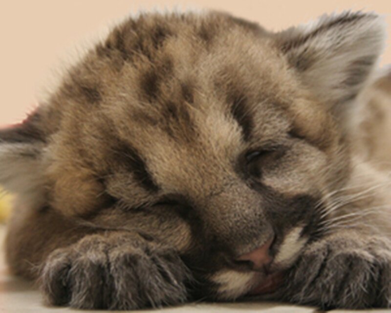 Sleeping cougar cub