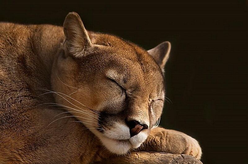 Sleeping Cougar