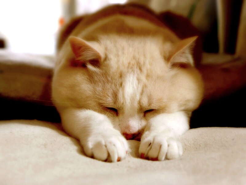 Sleeping Cream Cat