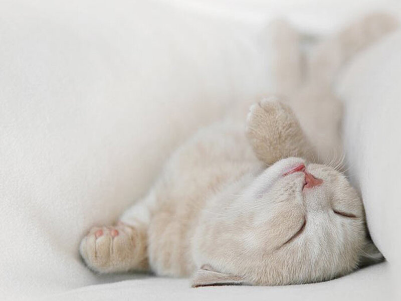 Sleeping Cream Kitten