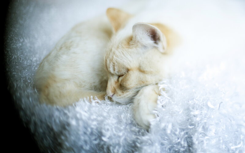 Sleeping Cream Kitten — White