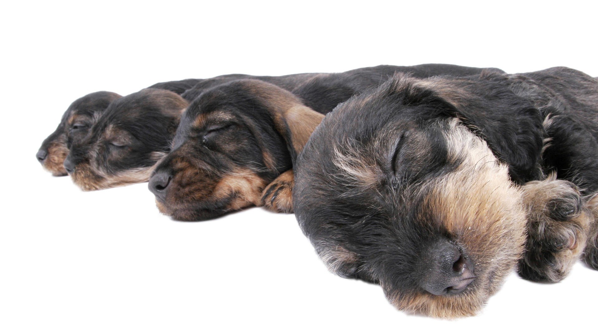 sleeping dachshund puppies