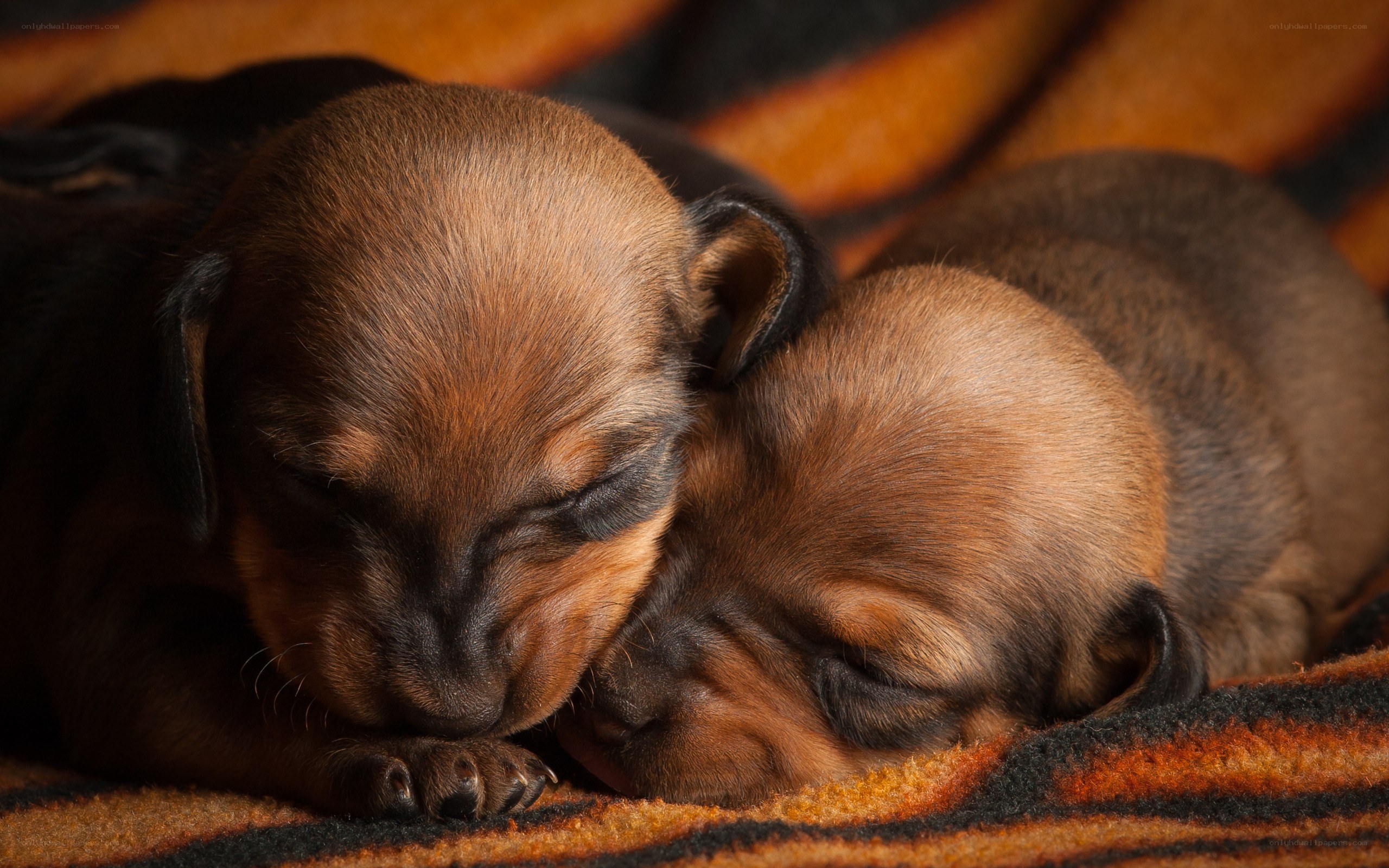 Sleeping dachshund puppies