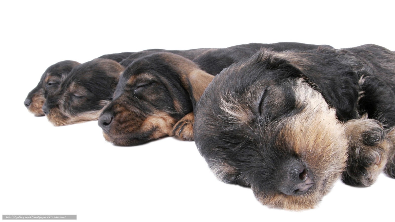 sleeping dachshund puppies