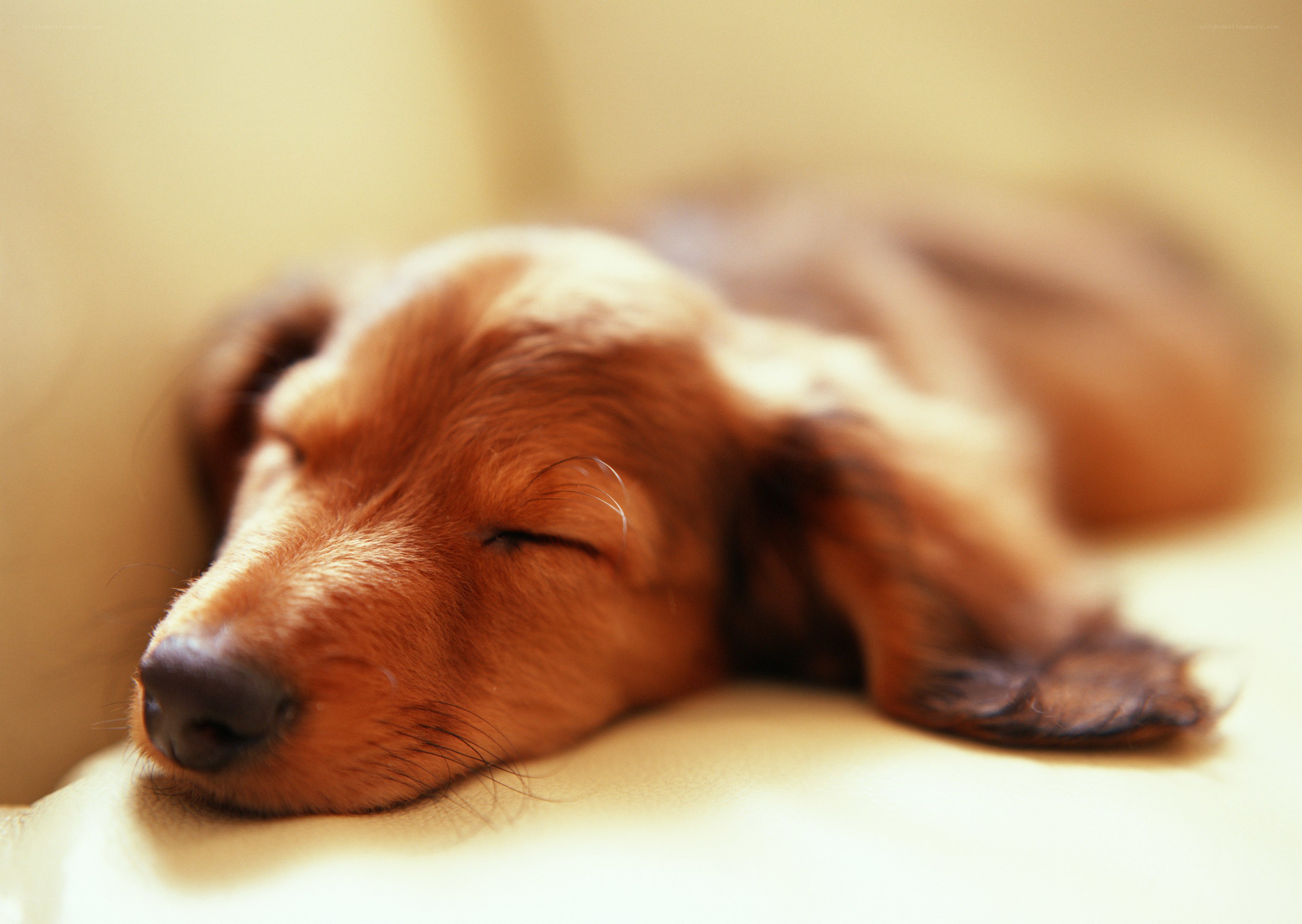 sleeping dachshund puppy