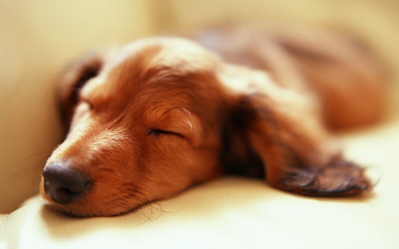 sleeping dachshund puppy