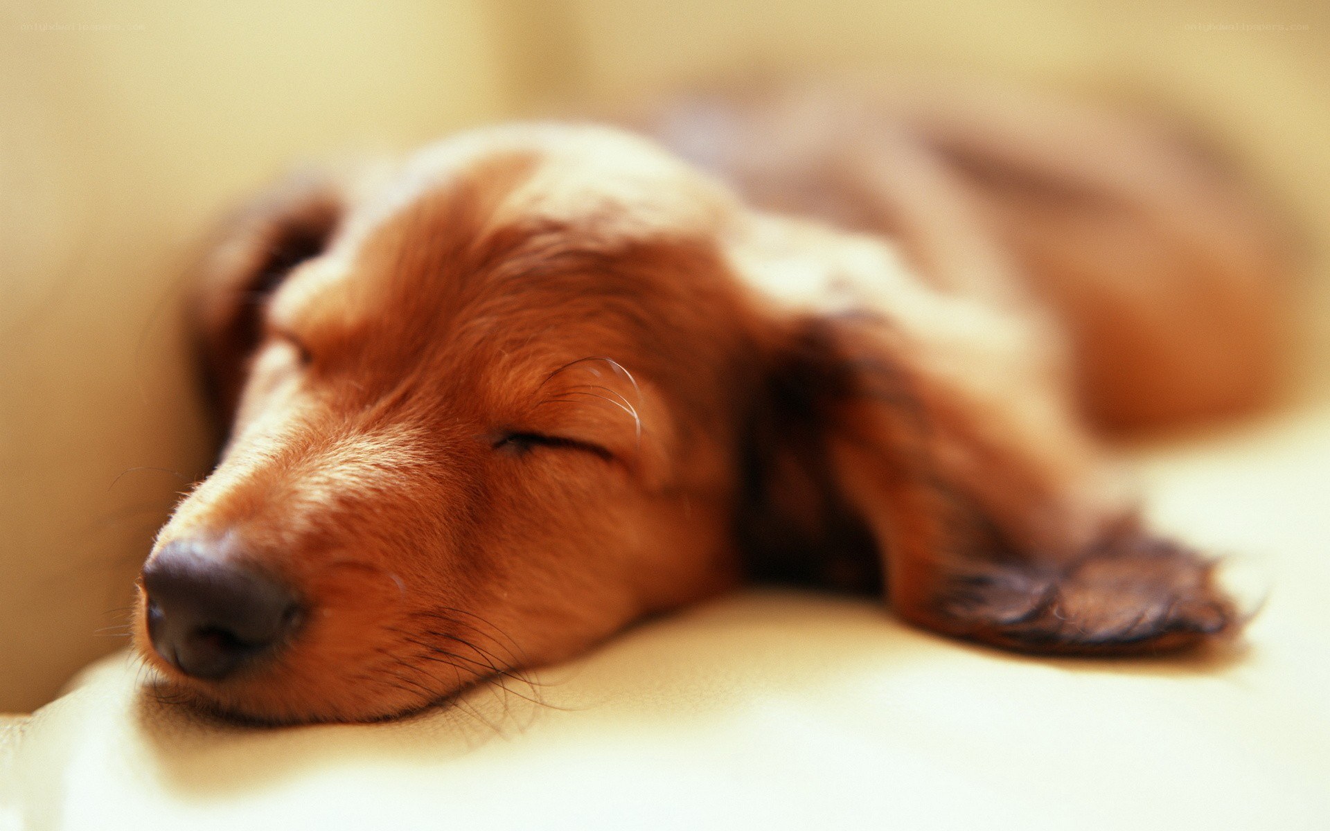 sleeping dachshund puppy