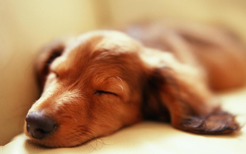 sleeping dachshund puppy