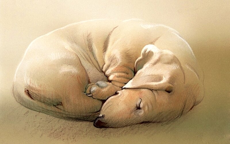 Sleeping Dachshund Puppy — Beige