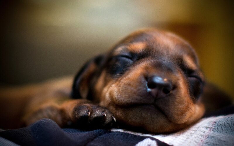 Sleeping Dachshund Puppy — Brown, Peaceful, Photograph