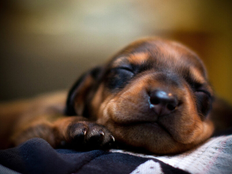 Sleeping Dachshund Puppy — Brown
