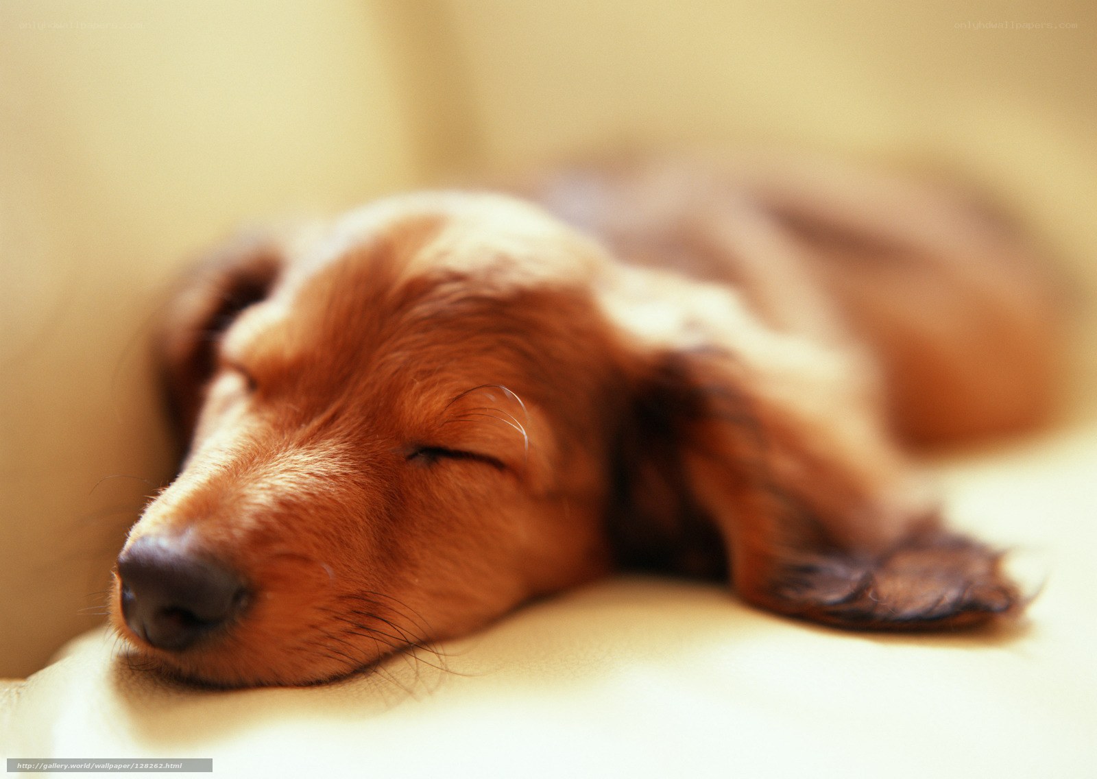 Sleeping dachshund puppy