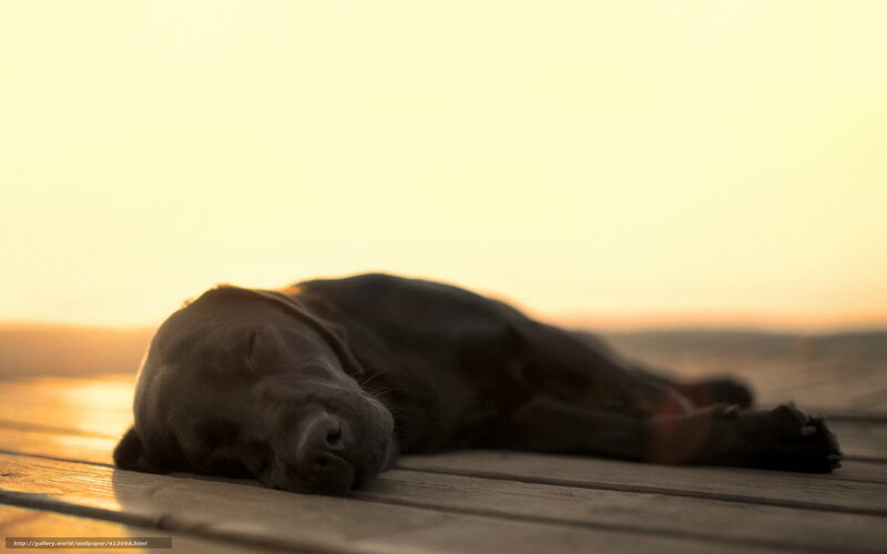 Sleeping dog at sunset