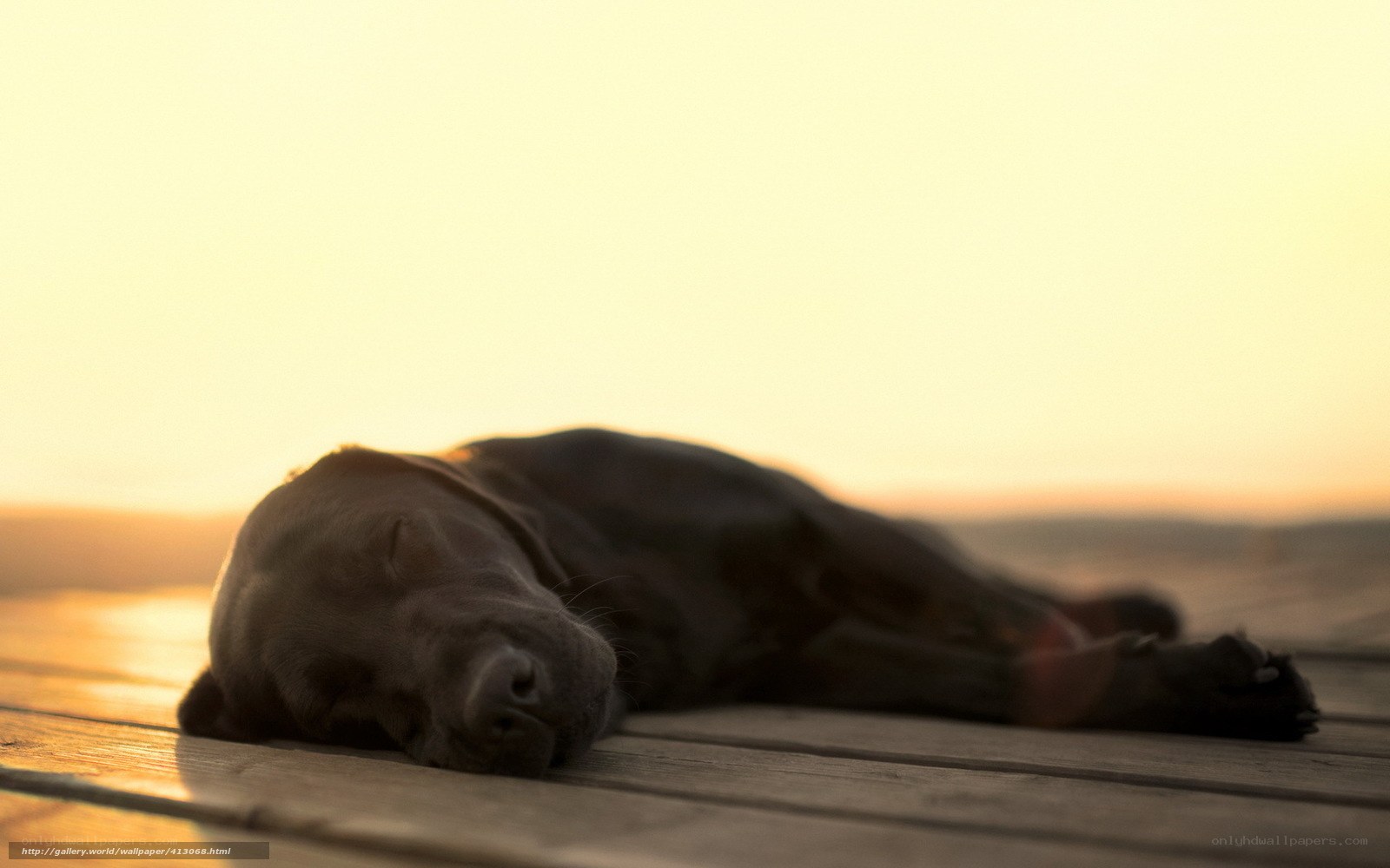 Sleeping dog at sunset