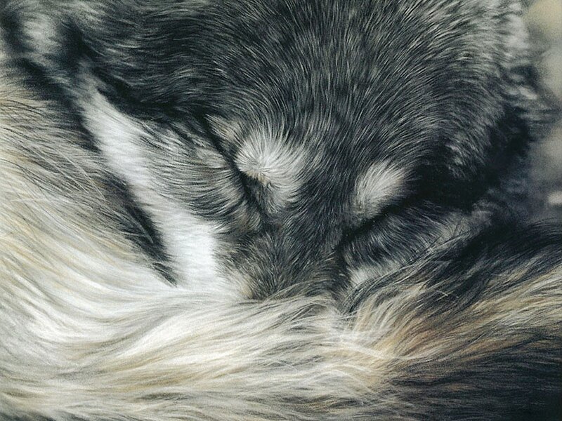 Sleeping Dog — Black