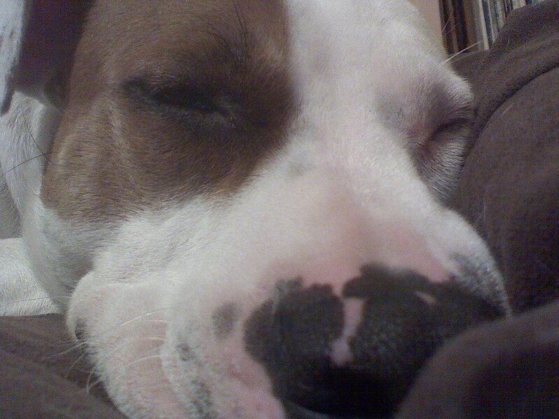 sleeping dog close-up