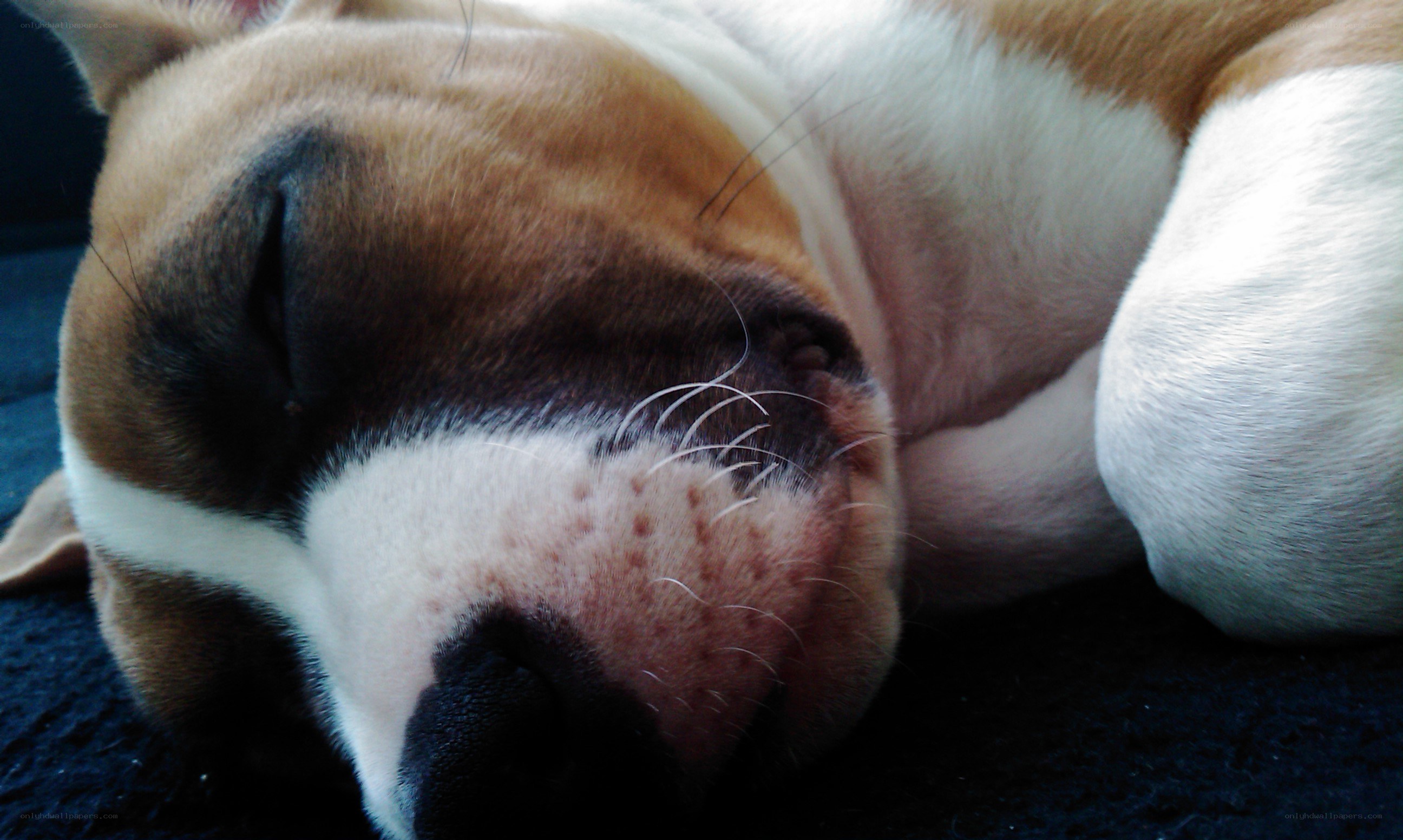 sleeping dog face