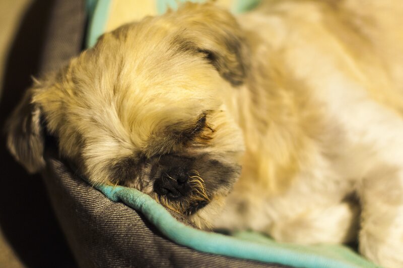 Sleeping Dog in Bed