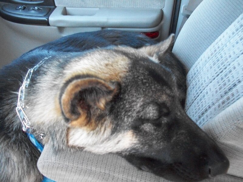 Sleeping Dog in Car