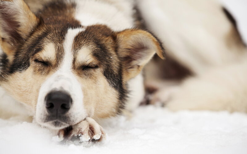 Sleeping Dog in Snow — White