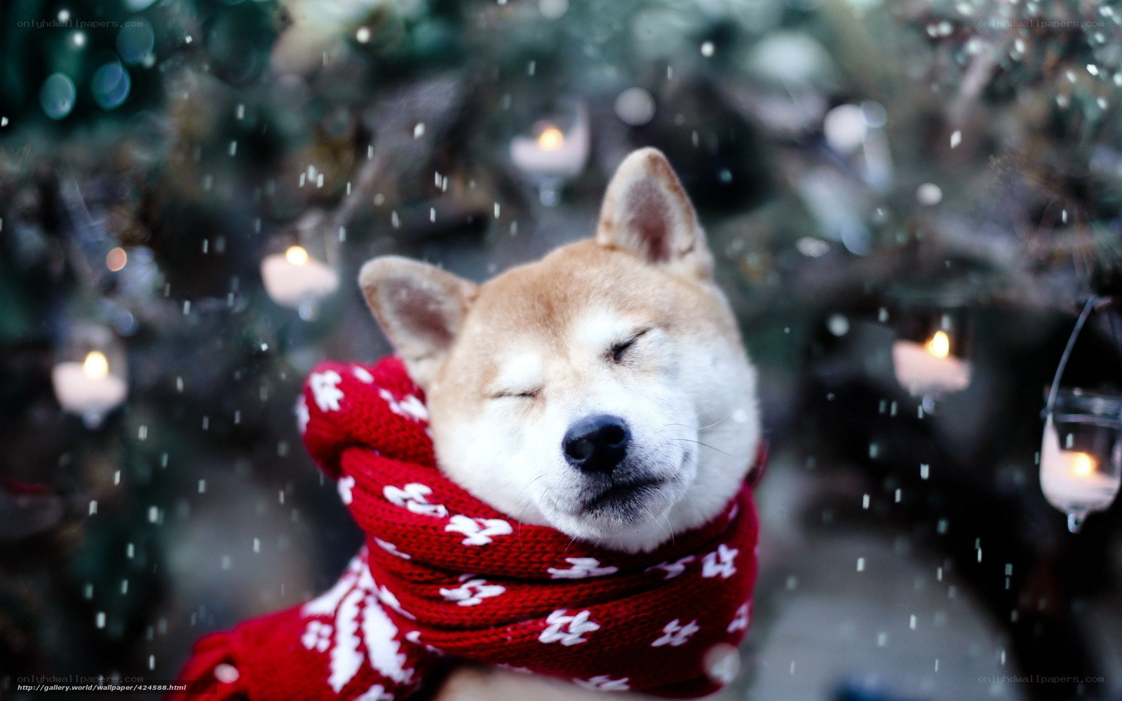 Sleeping dog in snow