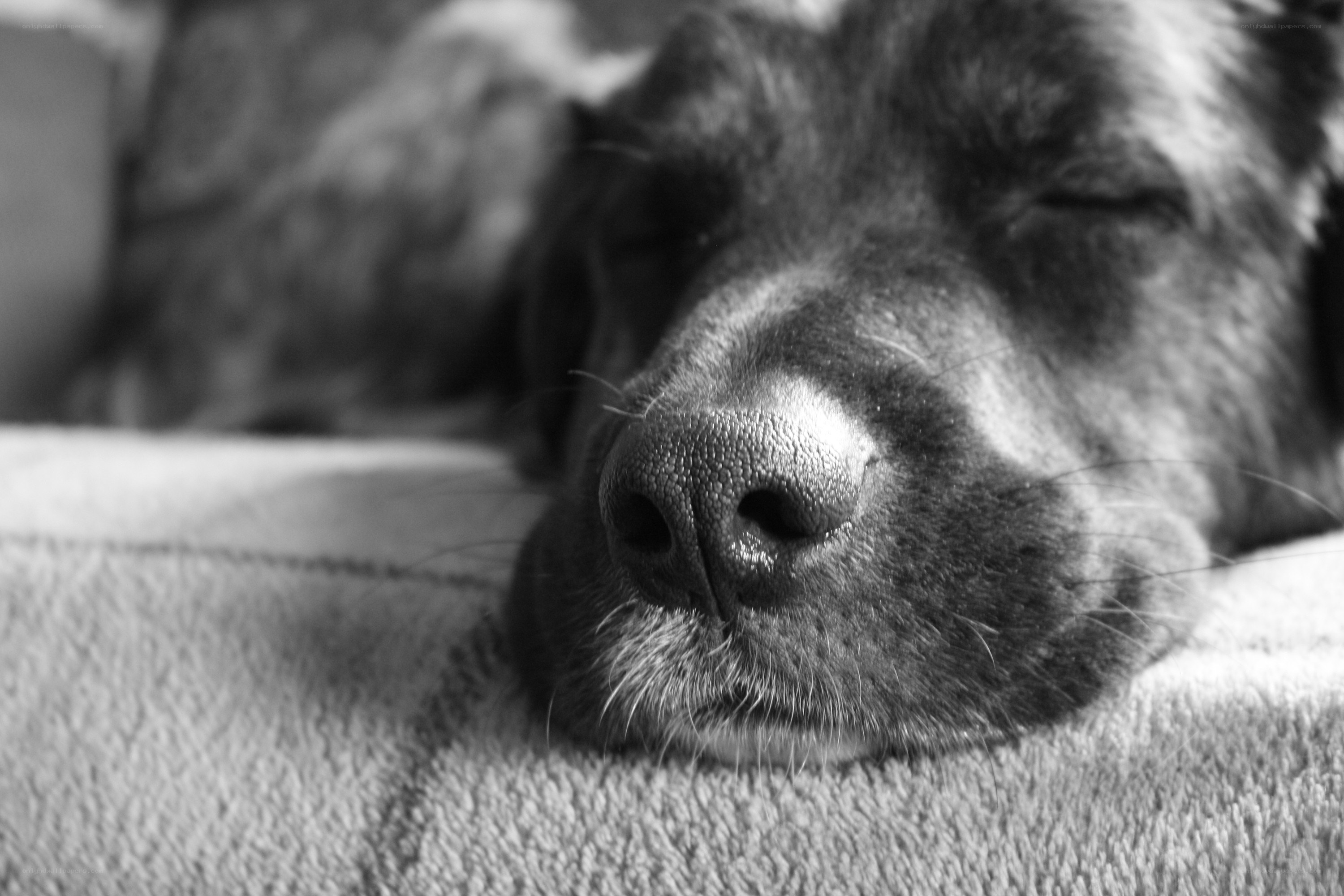 sleeping dog nose close-up