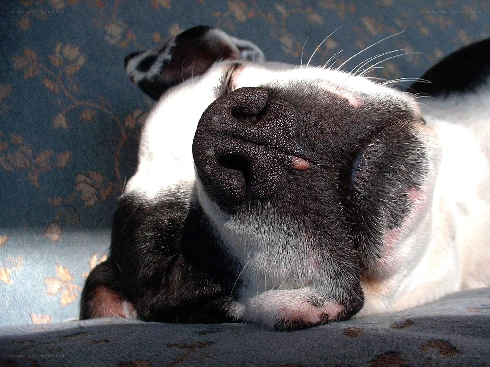 sleeping dog nose close-up