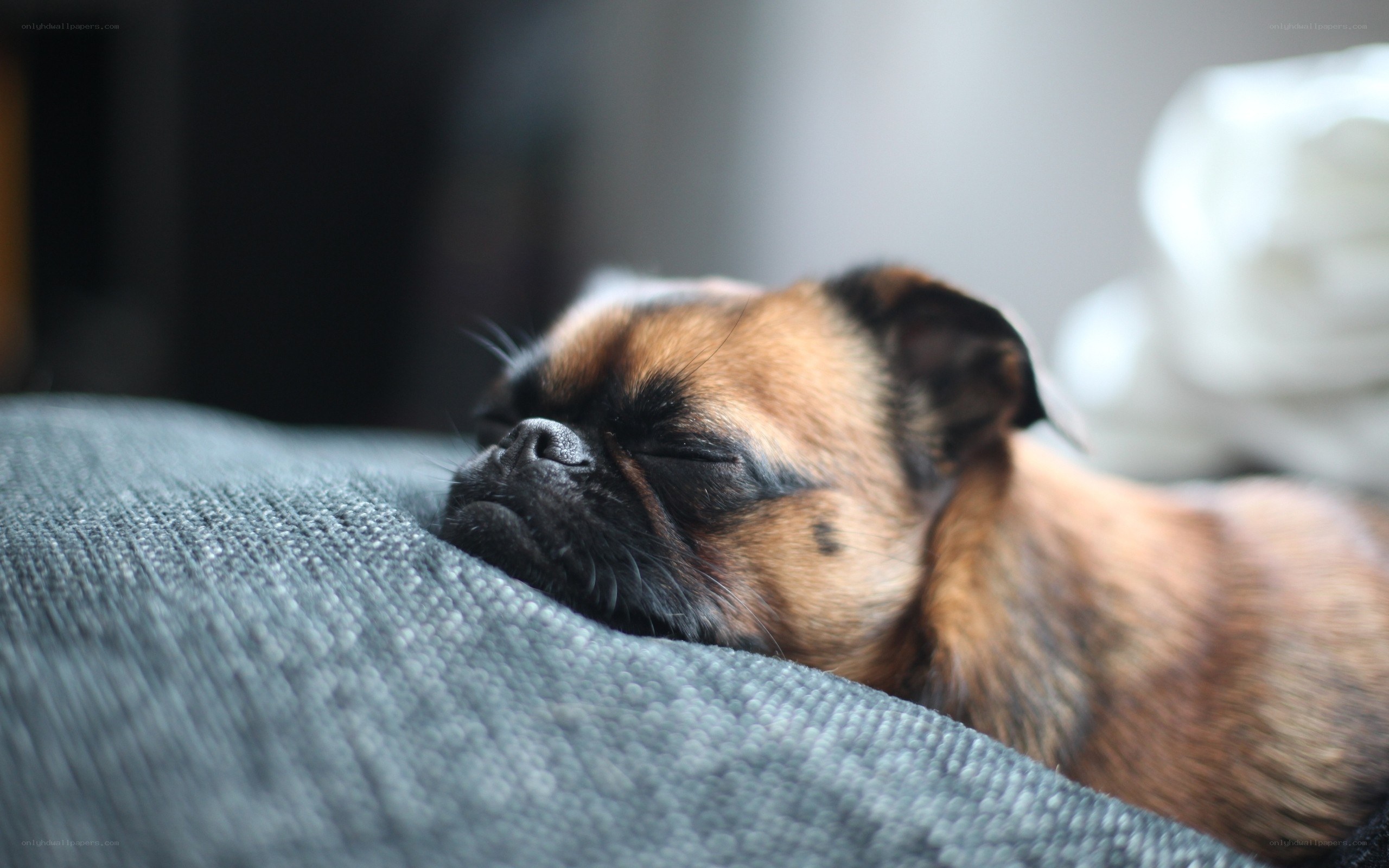 sleeping dog on a couch